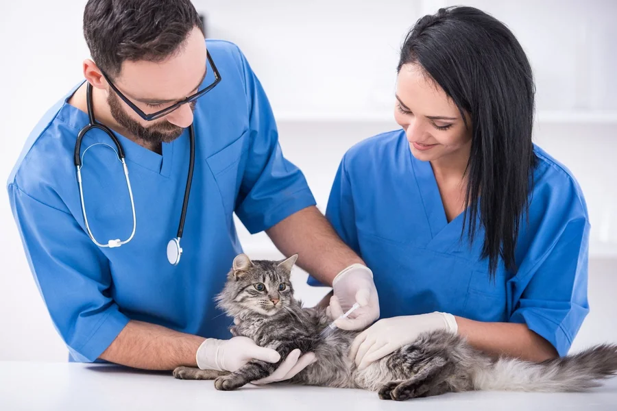 5 Essential Services Every Animal Clinic Should Offer Animal Clinic