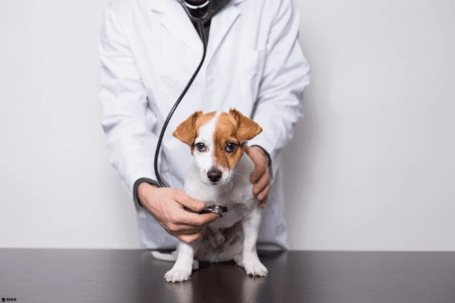 How Mobile Clinics Are Expanding Access To Veterinary Care How Mobile Clinics Are Expanding Access To Veterinary Care